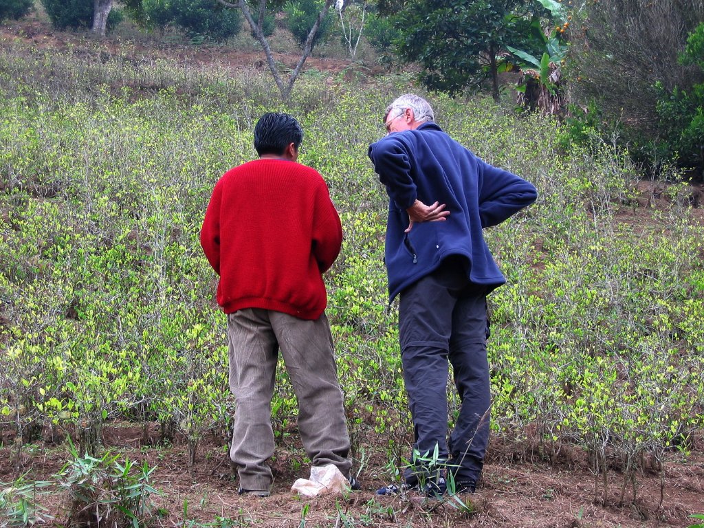 20-Coca plants, growing legal.jpg - Coca plants, growing legal